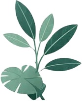 a plant with leaves on it.jpg